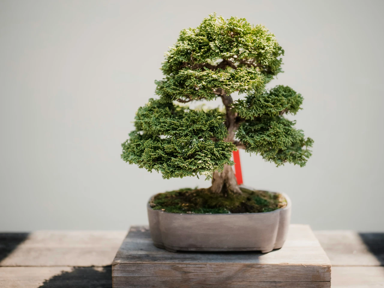 Vuoi iniziare con i bonsai? Ecco la pianta migliore per non sbagliare