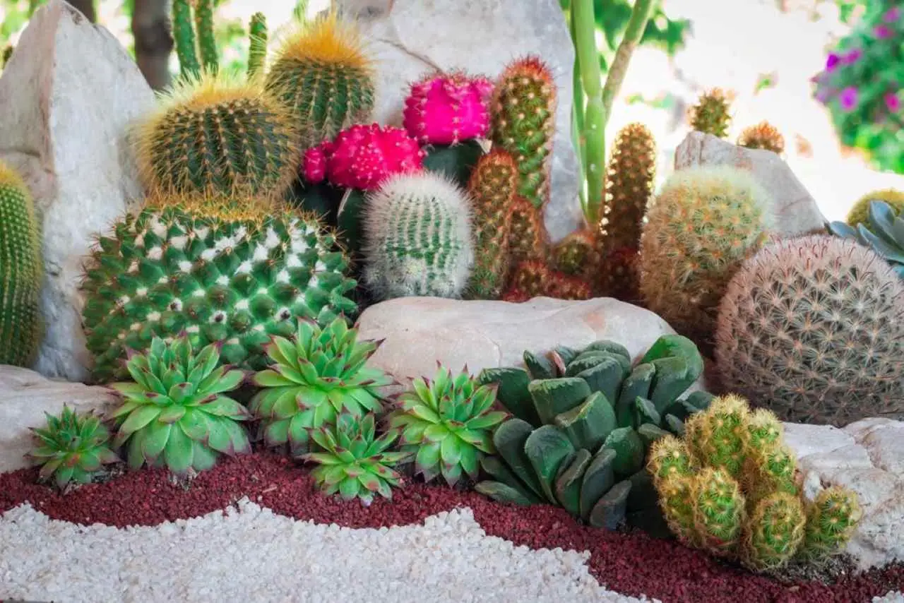 Vuoi un giardino dal sapore tropicale? Ecco le piante esotiche che resistono anche al gelo