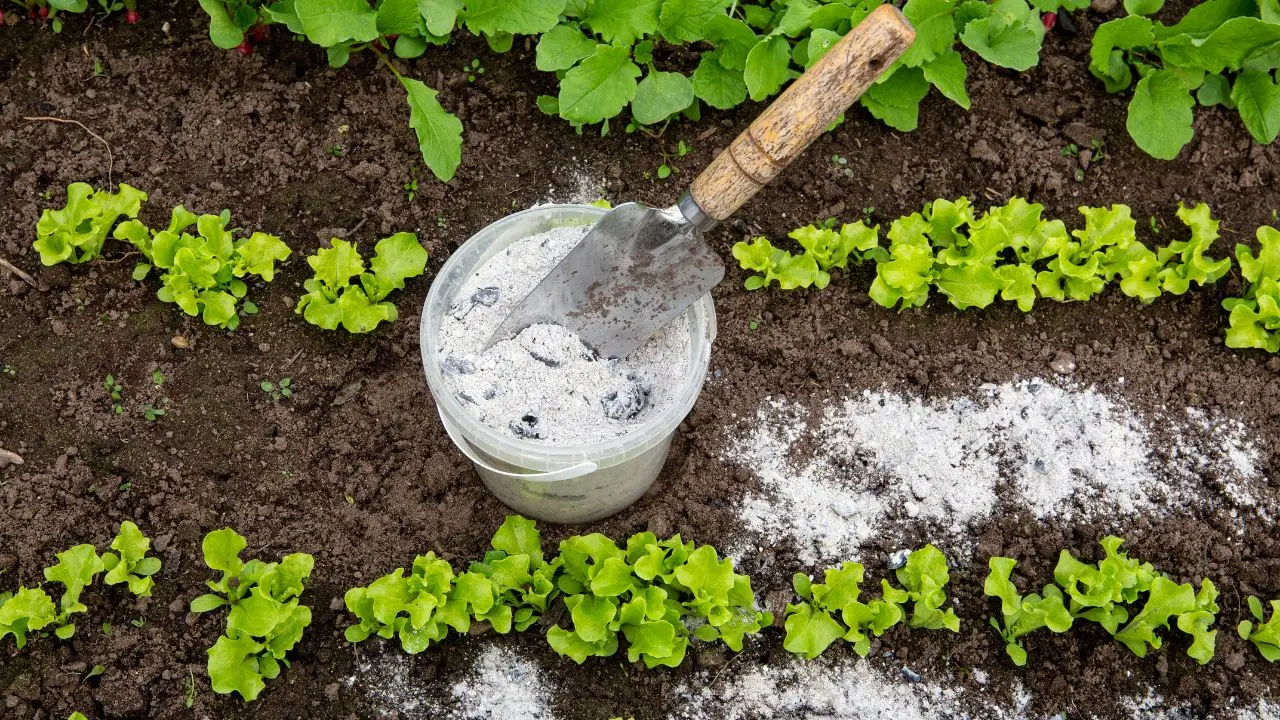 Il miglior concime naturale per l’orto: ecco quale scegliere per ottenere un raccolto abbondante