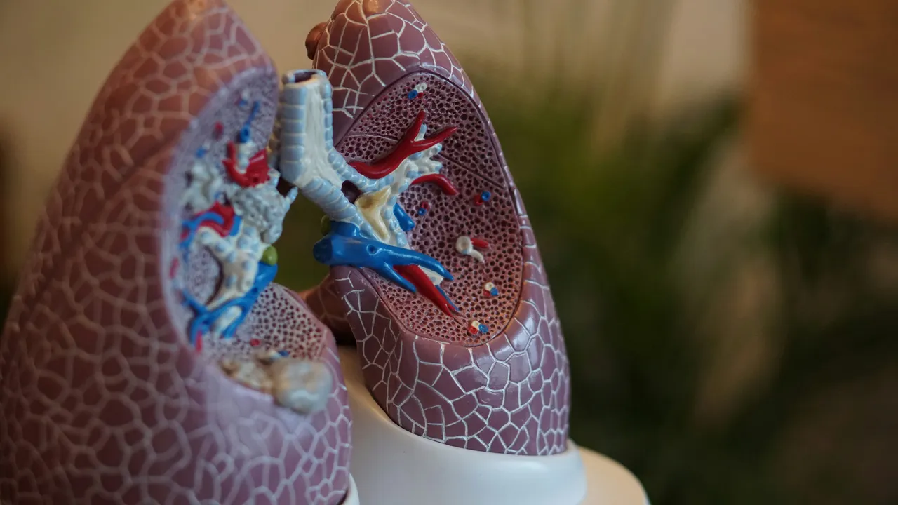 Che cosa sono i bronchi? La spiegazione del medico